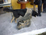 Campsite dog tries to make off with the Dead Dead Sheep